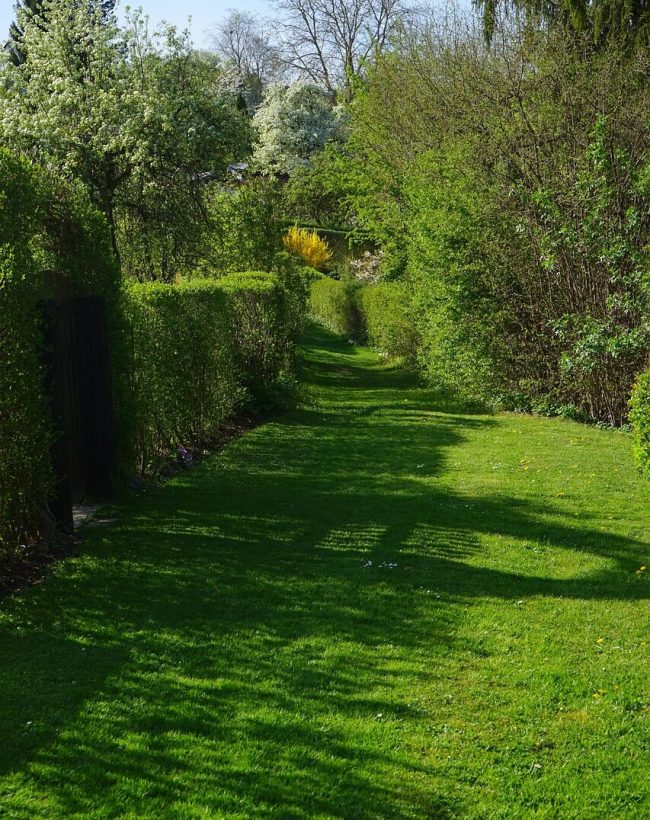 meadow-324387_1280